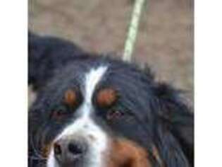 Bernese Mountain Dog Puppy for sale in Cocolalla, ID, USA