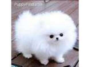 Japanese Spitz Puppy for sale in New York, NY, USA