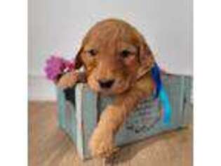 Goldendoodle Puppy for sale in Westfield, NY, USA