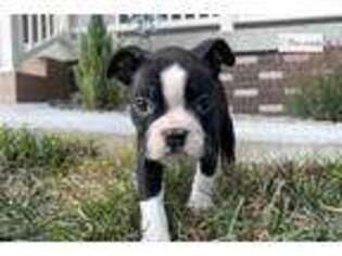 Boston Terrier Puppy for sale in Evansville, IN, USA
