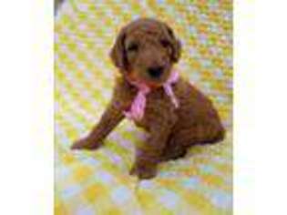 Labradoodle Puppy for sale in La Vernia, TX, USA