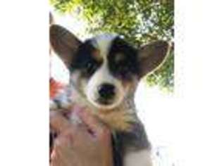 Pembroke Welsh Corgi Puppy for sale in Summerville, GA, USA