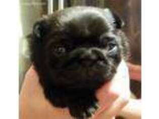Pug Puppy for sale in Bee Spring, KY, USA