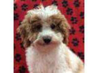 Cavapoo Puppy for sale in Rudolph, OH, USA