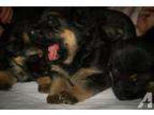 German Shepherd Dog Puppy for sale in SNOHOMISH, WA, USA