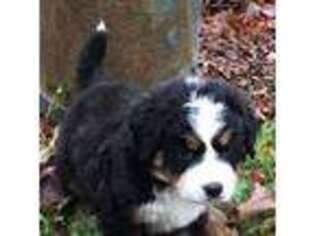 Bernese Mountain Dog Puppy for sale in Unknown, , USA