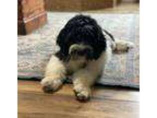 Portuguese Water Dog Puppy for sale in Waco, TX, USA