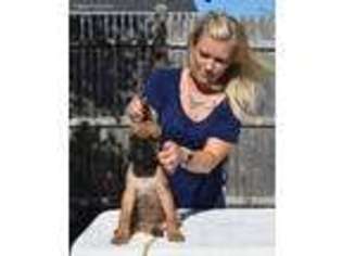 Cane Corso Puppy for sale in Boston, MA, USA