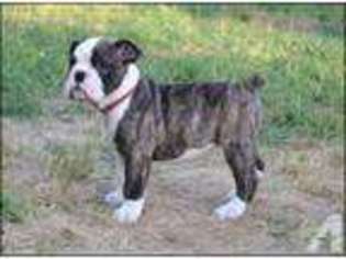 Bulldog Puppy for sale in SUFFOLK, VA, USA