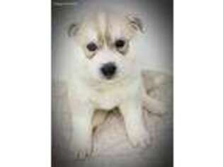 Siberian Husky Puppy for sale in Olympia, WA, USA