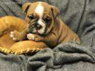 Bulldog Puppy for sale in American Canyon, CA, USA
