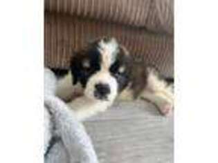 Saint Bernard Puppy for sale in Round Rock, TX, USA