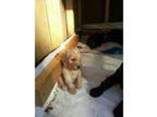 Goldendoodle Puppy for sale in Salem, AL, USA