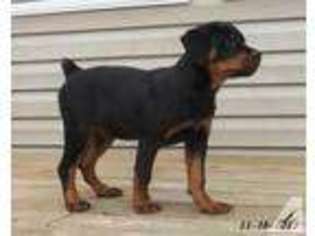 Rottweiler Puppy for sale in JACKSONVILLE, AL, USA
