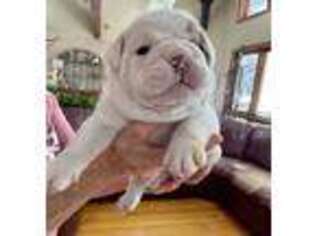 Bulldog Puppy for sale in Fort Washington, PA, USA