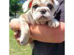 Bulldog Puppy for sale in Bath, SD, USA