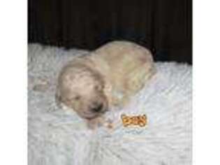 Golden Retriever Puppy for sale in Bunker Hill, IL, USA