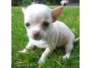 Chihuahua Puppy for sale in Everett, WA, USA