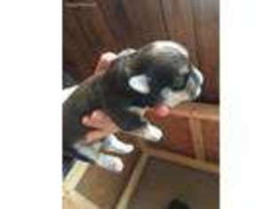 Havanese Puppy for sale in Harrisonburg, VA, USA