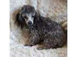 Mutt Puppy for sale in Yakima, WA, USA