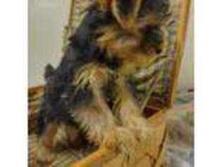 Yorkshire Terrier Puppy for sale in Carteret, NJ, USA
