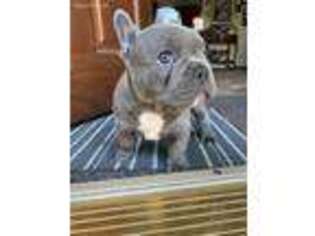 French Bulldog Puppy for sale in Delano, CA, USA