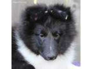 Shetland Sheepdog Puppy for sale in Fargo, ND, USA