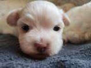 Maltese Puppy for sale in Paradise Valley, AZ, USA