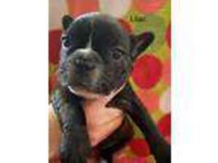 French Bulldog Puppy for sale in Adrian, MO, USA