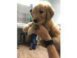 Goldendoodle Puppy for sale in Hickory Flat, MS, USA