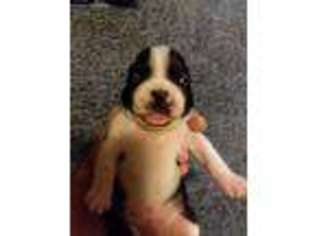 Boston Terrier Puppy for sale in Thayer, KS, USA