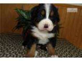 Bernese Mountain Dog Puppy for sale in Louisville, KY, USA