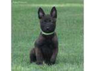Belgian Malinois Puppy for sale in Lake City, AR, USA
