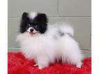 Pomeranian Puppy for sale in San Luis Obispo, CA, USA