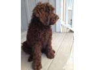 Labradoodle Puppy for sale in NEWCASTLE, CA, USA
