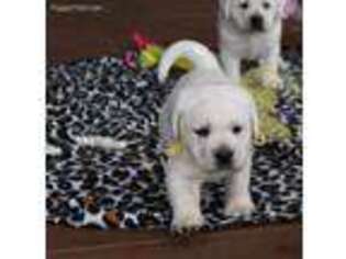 Labrador Retriever Puppy for sale in Terrell, TX, USA