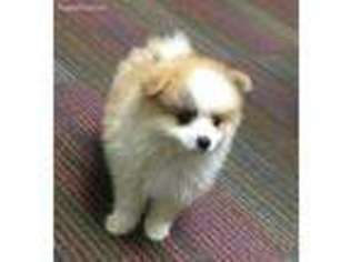Pomeranian Puppy for sale in Snellville, GA, USA
