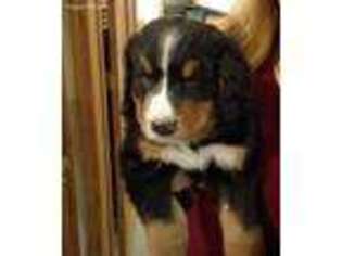 Bernese Mountain Dog Puppy for sale in Mansfield, MO, USA