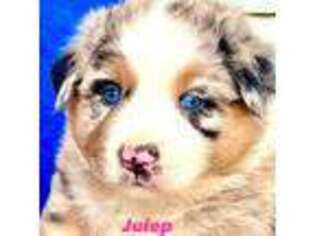 Australian Shepherd Puppy for sale in Gowen, MI, USA