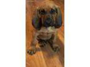 Bloodhound Puppy for sale in Dillsburg, PA, USA