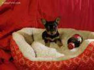 Chorkie Puppy for sale in Mansfield, TX, USA