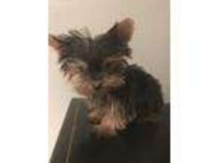 Yorkshire Terrier Puppy for sale in Sunbury, OH, USA