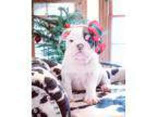 Bulldog Puppy for sale in Millmont, PA, USA