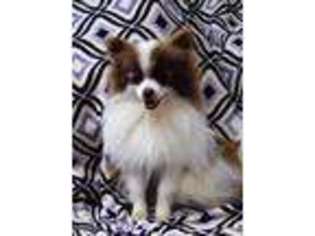 Pomeranian Puppy for sale in Fort Lupton, CO, USA