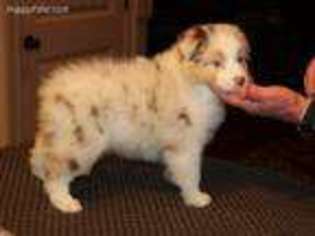 Australian Shepherd Puppy for sale in Clermont, GA, USA
