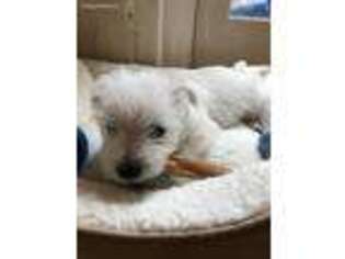 West Highland White Terrier Puppy for sale in Birmingham, AL, USA