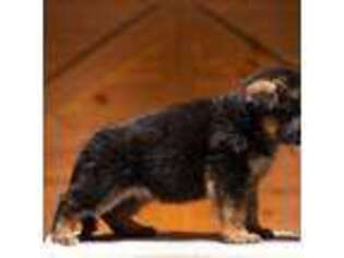 German Shepherd Dog Puppy for sale in Lawton, MI, USA