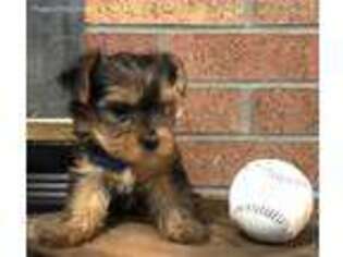 Yorkshire Terrier Puppy for sale in Sylvania, GA, USA