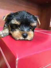 Yorkshire Terrier Puppy for sale in Fullerton, CA, USA