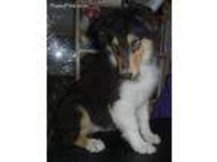 Collie Puppy for sale in West Salem, OH, USA